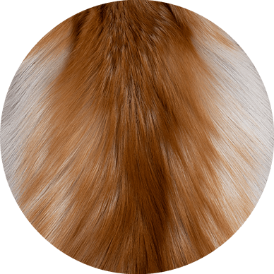 Fox fur skin