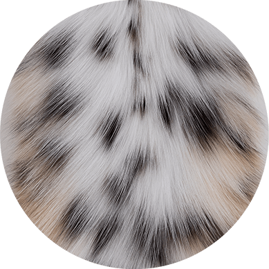 Lynx fur skin